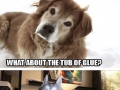 Pun dog