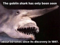 The Goblin Shark