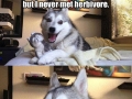 Pun dog