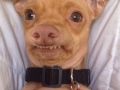 #Phelfie