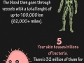Human body facts