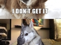 Pun dog