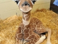 Baby giraffe