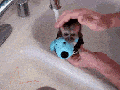 Bath time for monkey