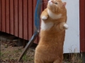 Dancing cat