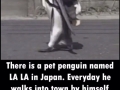 I want a penguin