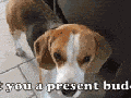 Beagle gets a present