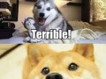 Pun dog
