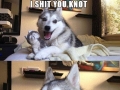Pun dog