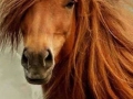 Diva horse