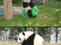 Retarded Panda