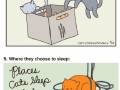 Least helpful cat habits