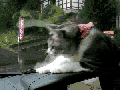 Cat vs windshield wiper