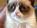 Grumpy cat
