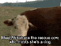 Cow who thinks she's a dog