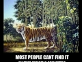 Find the hidden tiger
