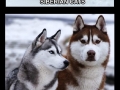 All Siberian are very lovable