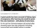 Clever panda