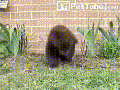 Bear can't stop sneezing