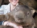 Oldest living wombat