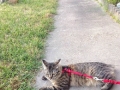 Indoor cats going outside
