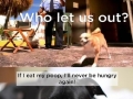 Dog thoughts