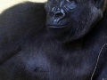 Photogenic animals