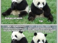 Pandas don't give a f**k