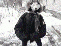 Troll Dog