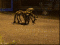 Giant spider on the hunt