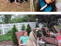 Big dogs