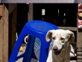 Pets stuck in places