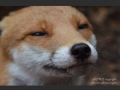 Foxes are misunderstood