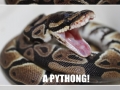 Pun snake