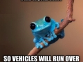 Roadkill fun fact frog