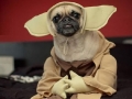 Pugs win at Halloween