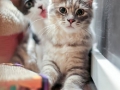 Cats photobombing pictures