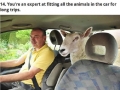 Animal lovers are strange