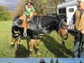 Costumed horses