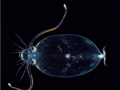 Mysterious sea creatures