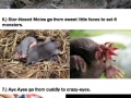 Cute to ugly animals