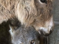 When animals become friends