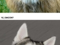 Awkward animals