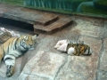 Tiger Pig Mother