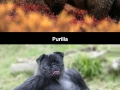 Animal hybrid collection