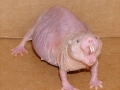 Animals you've never heard of