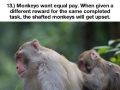Awesome animal facts