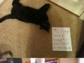 Cat shaming