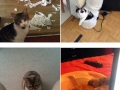 Cats are evil