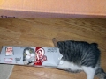Cats in boxes